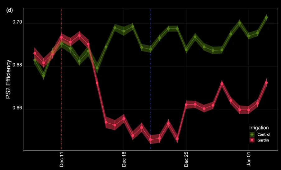Fig. 2 Close up of plant response to drought as measured by the Gardin sensors. Dashed red line - moment drought stress was initiated; Blue dashed line - moment when Gardin recommendation on irrigation strategy was implemented. Controls maintained roughly stable performance throughout the observed period. Gardin treatment responded to interruption of irrigation within 7 days; photosynthetic performance recovered following intervention.