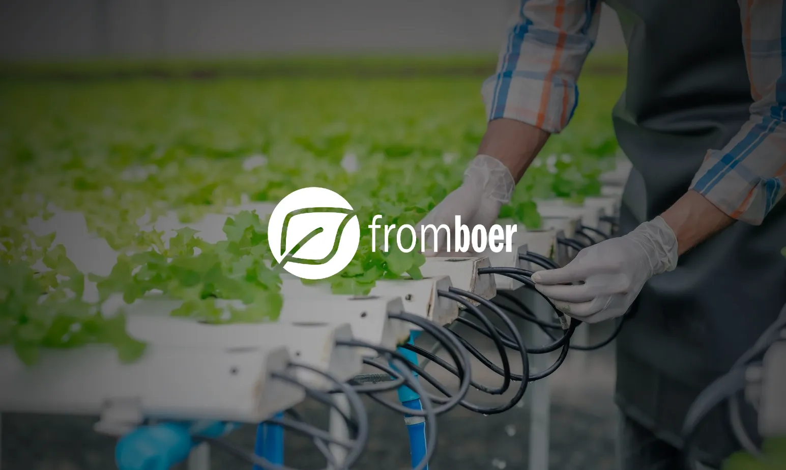 How FromBoer Increased Lettuce Yield by 5% and saved €4,000/ha energy savings