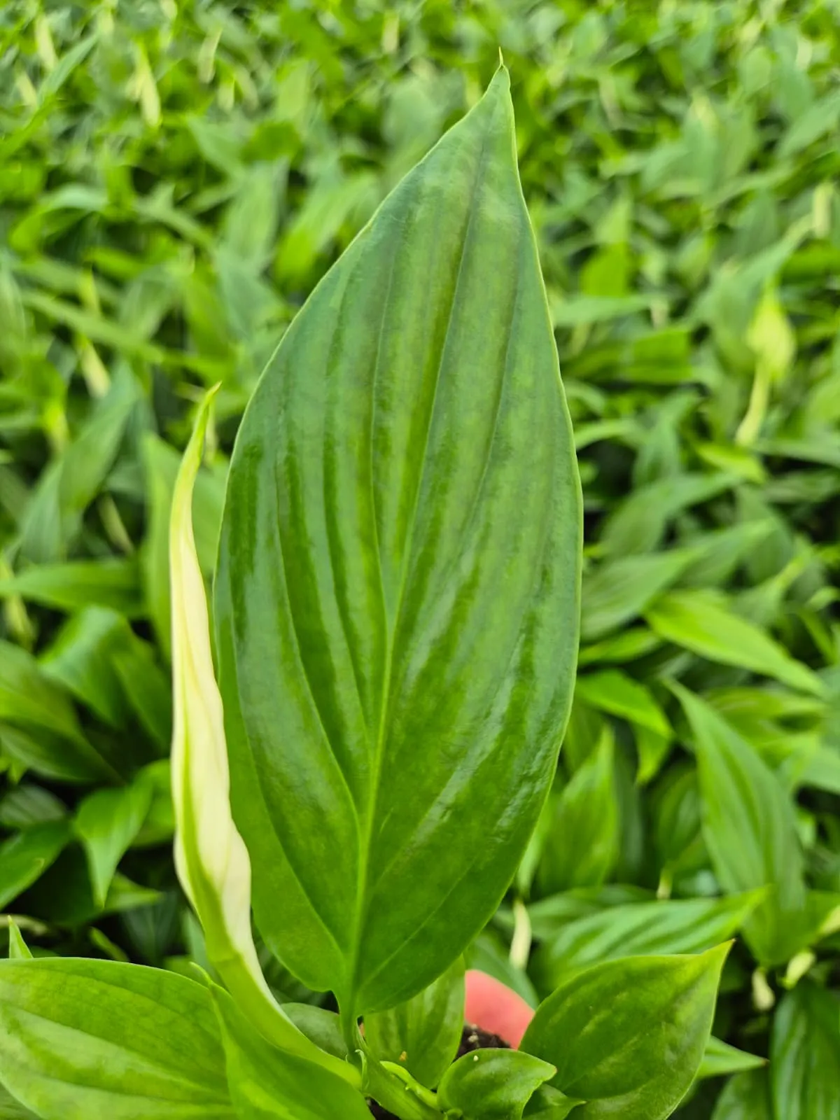 Figure 2a. A healthy dark green leaf in January.