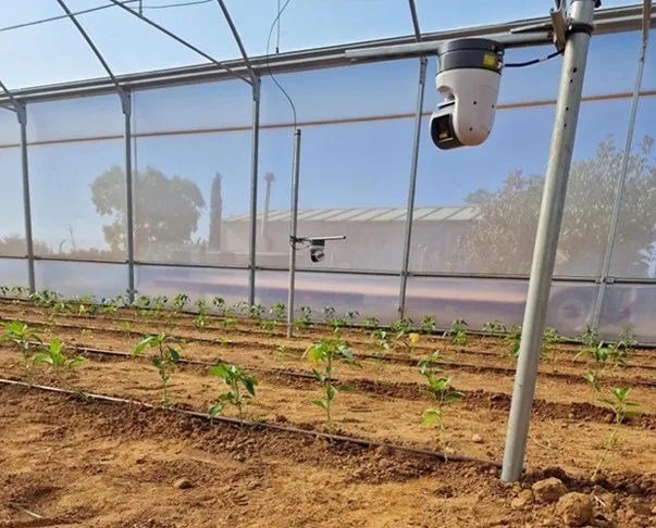 Pepper trial setup showing Gardin sensors installed above the crop